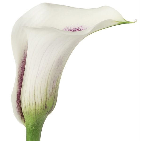 Calla_Sun Valley Farms_Vermeer