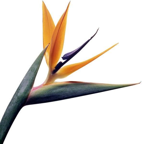 Bird of Paradise