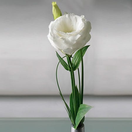 Lisianthus_white