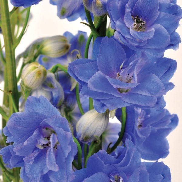 Delphinium_Blue-look_blue-river_valleflor