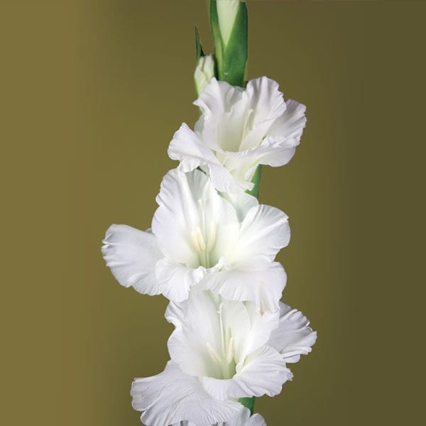 Gladiolus_WhiteCascade