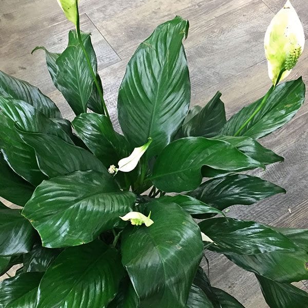 peace lily closeup