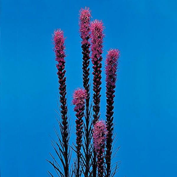 liatris