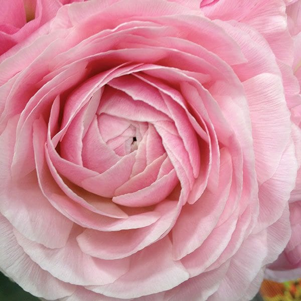 pink-ranunculus