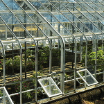 Flower stock image, green house