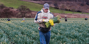 Flower stock image, grower in the field picking stems