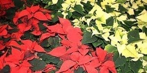 Post_poinsettia_RedWhite