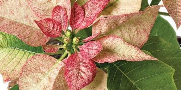 Poinsettia Care Tips