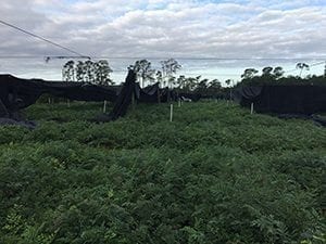 All over northwest Volusia County in Florida, the fern business — which shells out $60 million to $70 million to the area’s economy — was heavily impacted, including FernTrust Inc. in Seville (pictured). “If we are lucky we may see a small fall crop if warm weather holds out, but that is not a given,” said said Jana Register, director of sales and marketing.