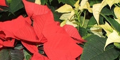 Give Poinsettia Flier and Brochure to Customers