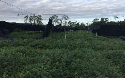 Florida Leatherleaf Will be in ‘Tight Supply’ on Mother’s Day