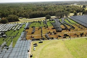 With Leatherleaf Supply at 30-Year Low, Florida Growers Predict Valentine’s Day Shortage