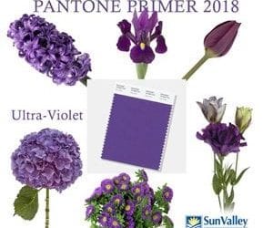 Floral Designers Praise Pantone’s Purple Pick