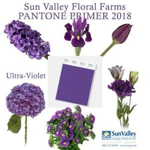 Floral Designers Praise Pantone’s Purple Pick