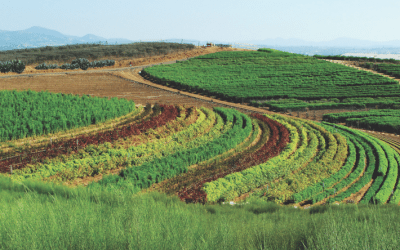 A Flower Ranch Goes High Tech