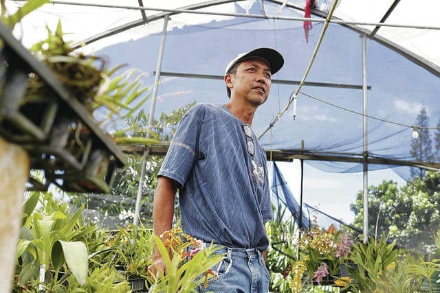 Elton Mow, owner of Orchid Plantation Inc., one of the largest orchid growers in Hawaii, recently compared the loss of his Kapoho nursey to “losing a family member.” (Photo by Cindy Ellen Russell.)