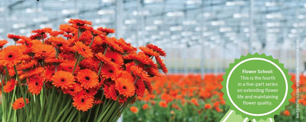 Ethylene can quickly shorten flower life and even destroy flowers