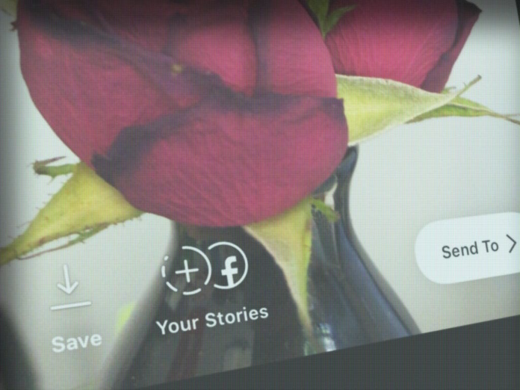 Smartphone screenshot of Instagram Stories and Facebook Stories sharing with flowers.