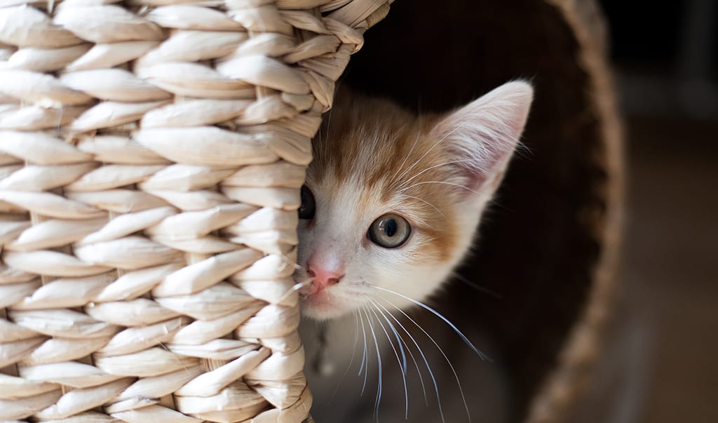 Cat peaking from a basket