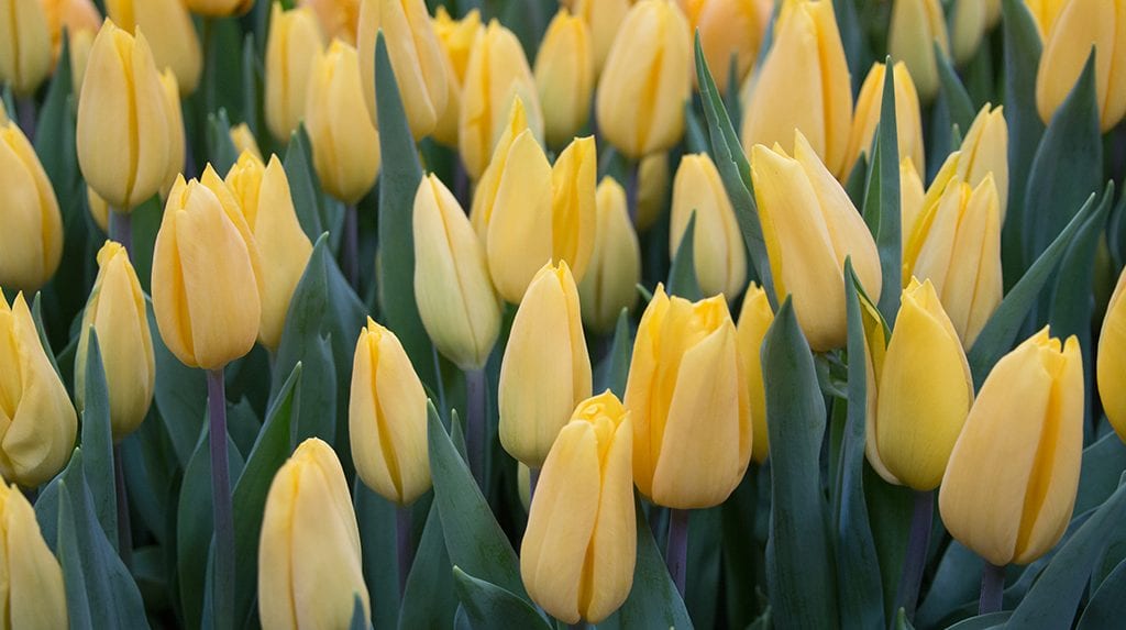 Tulip mania