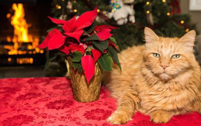 Remind Customers that Poinsettias Aren’t Poisonous