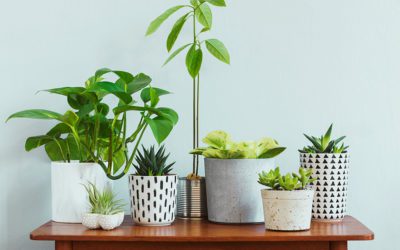 Houseplant Top Sellers: Flowering Plants that Double as Décor