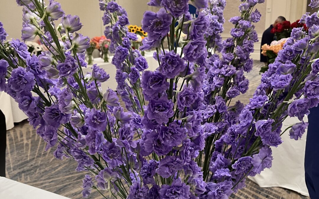 ‘Manuela’ Delphinium Wins Outstanding Varieties Competition